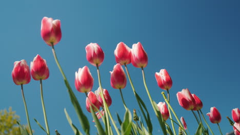 Pink-Tulips-Against-The-Blue-Sky