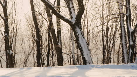 Beautiful-Winter-Scene-With-Snow-Falling-In-Sunlight