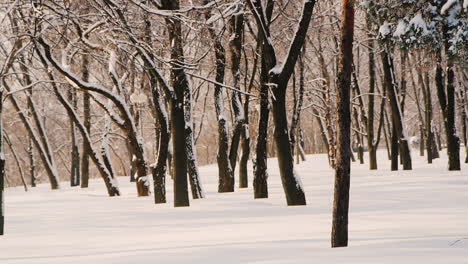 Static-Shot-Of-Trees-In-Snow-Covered-Park