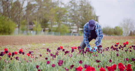 Agriculture-Farmer-Working-At-Tulips-Field