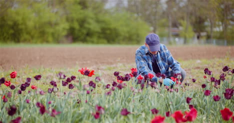 Agriculture-Farmer-Working-At-Tulips-Field-1