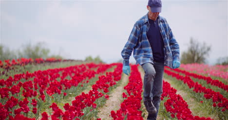 Agricultor-Trabajando-En-La-Plantación-De-Flores-De-Tulipanes-En-Holanda-2