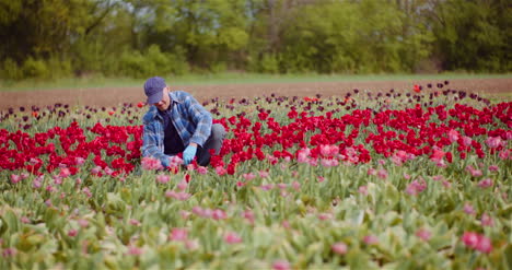 Farmer-Working-At-Tulips-Flower-Plantation-In-Netherlands-4