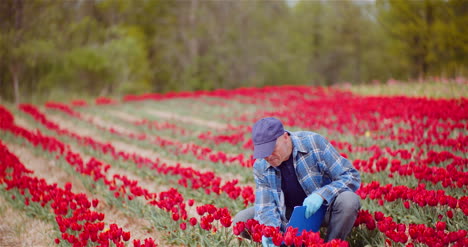 Agricultor-Examinando-Tulipanes-Rojos-En-El-Campo-De-Plantación-De-Flores-Plantación-De-Tulipanes-1