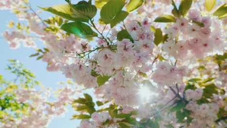 Sun-Rays-Shining-Through-Blossom