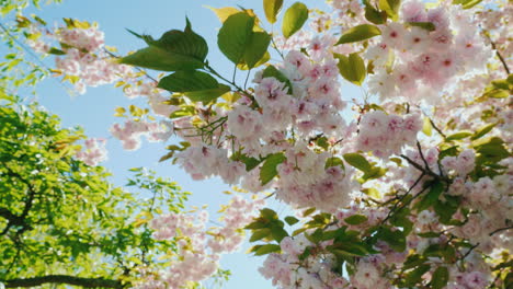 Cherry-Blossom-in-Sunlight