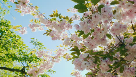 Sun-Shining-Through-Branches-Of-Cherry-Blossom