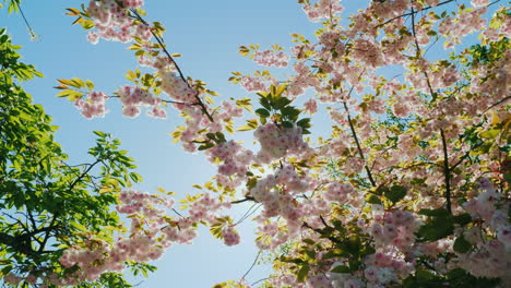 Blossom-on-Sunny-Day