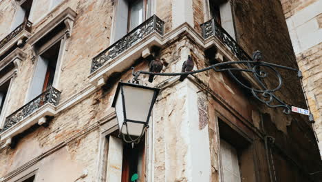 Pigeons-on-Lamppost-In-Venice