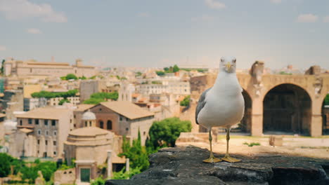 Seagull-and-Ruins-of-Forum-in-Rome