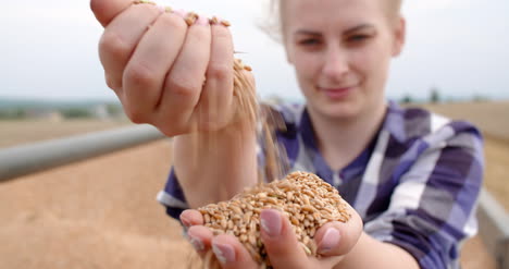 Farmer-Examining-Wheat-Grains-In-Hands