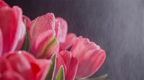 Dew-Drops-On-Fresh-Tulips-On-Black-Background-6