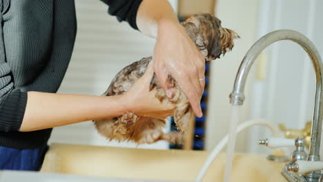Woman-Washing-a-Puppy