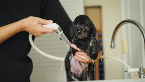 Woman-Washes-Black-Puppy