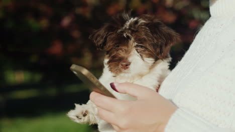 Woman-Holding-Puppy-Uses-Phone-Close-Up