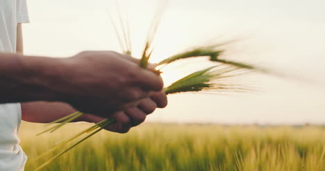 Agriculture-Man'S-Hand-Touching-Wheat-