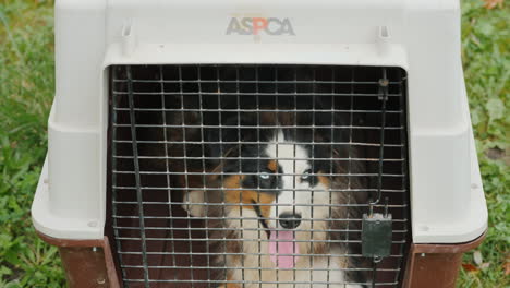 Dog-in-ACPSA-Pet-Carrier