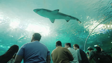 Tiburón-Swims-Overhead-in-Aquarium-Tunnel