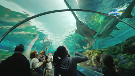 Hai-Und-Sägefisch-Im-Aquariumtunnel
