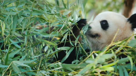 Panda-Eats-Bamboo