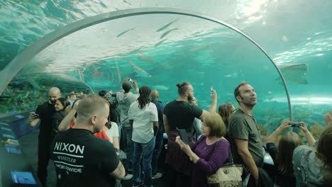 Aquarium-Visitors-Admire-Sharks