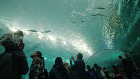 Aquarium-Tunnel-Visitors-Admire-Sharks