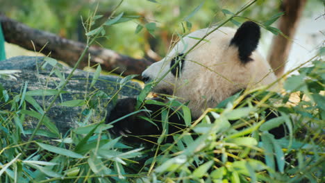Panda-Bear-Eats-Bamboo