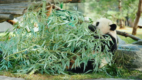 Panda-Bear-Eating-Bamboo