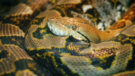 Giant-Reticulated-Python