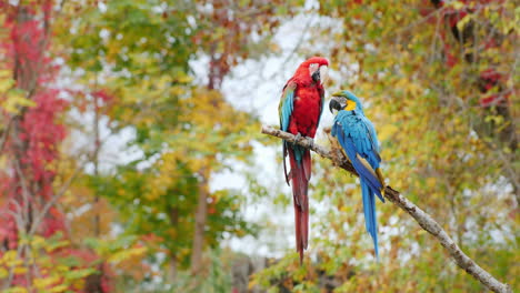 Two-Parrots-On-A-Branch