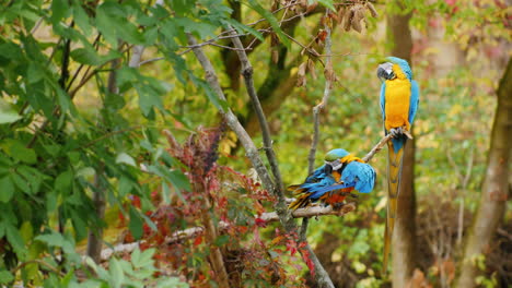 Two-Blue-Parrots-on-a-Branch