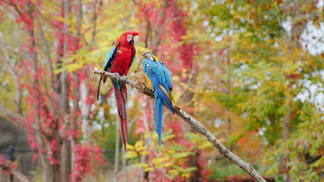 Red-and-Blue-Parrots-on-a-Branch