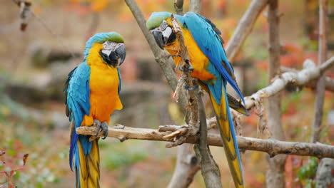 Blue-Parrots-on-a-Branch
