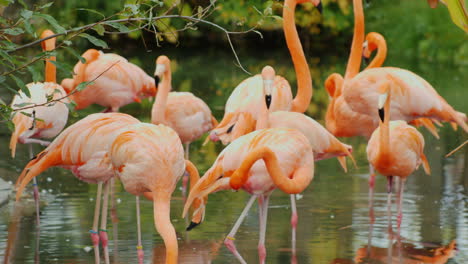 American-Pink-Flamingos