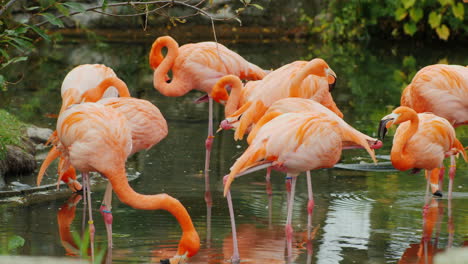 Pink-Flamingos-Preening