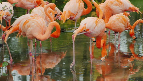 Pink-Flamingos-in-a-Pond