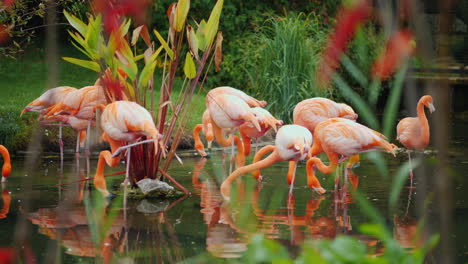 Flamingos-in-a-Pond