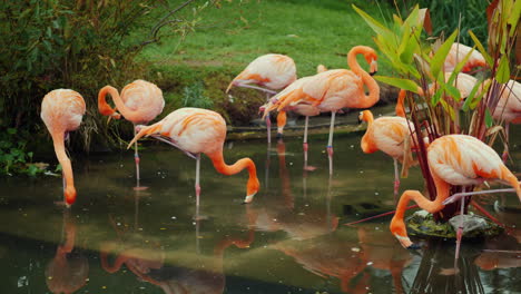 American-Flamingos-in-a-Pond