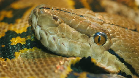 Python-Head-Close-Up