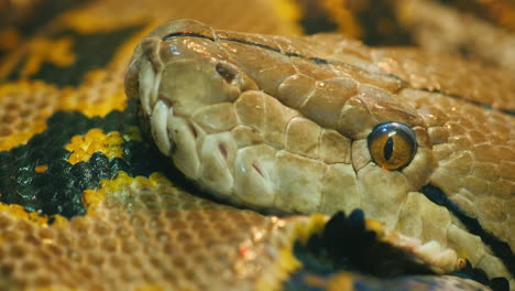 Reticulated-Python-Head-Close-Up