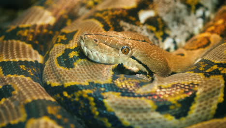 Giant-Reticulated-Python-Close-Up