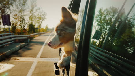Dog-Looking-Out-of-a-Car-Window