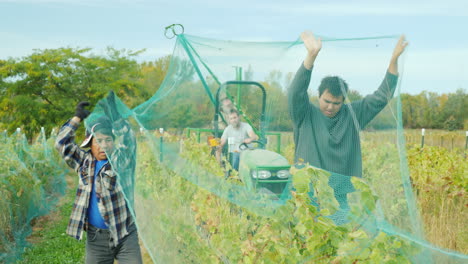 Farmers-Remove-Nets-From-Vineyard-Vines