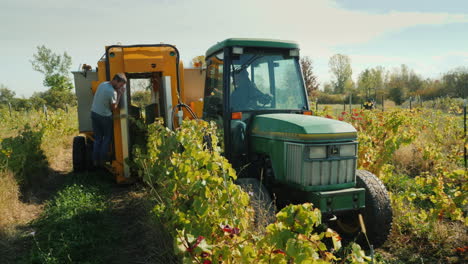 Vineyard-Grape-Harvest-With-Machinery