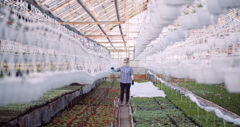 Agriculture-Gardener-Spreading-Fertilizer-On-Plants-At-Greenhouse-7