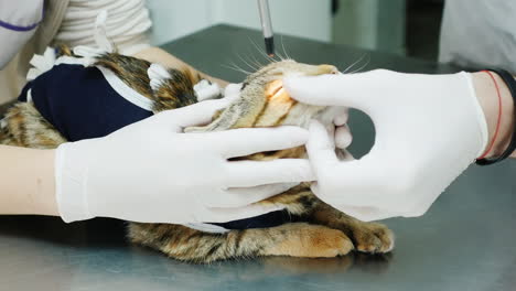 Tierärzte-Untersuchen-Die-Augen-Des-Konzepts-Der-Katzeninspektion-Von-Haustieren