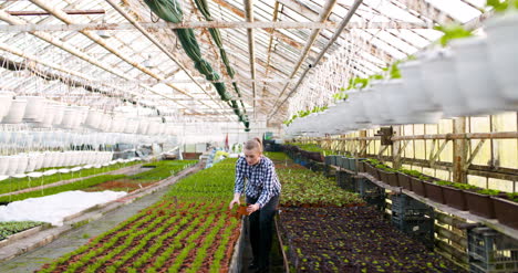 Agriculture-Female-Gardener-Working-In-Greenhouse-2
