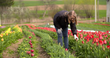Agricultor-Agrícola-Trabajando-En-El-Campo-De-Tulipanes-En-Holanda