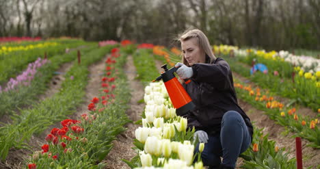 Female-Farmer-Spraying-Tulips-At-Farm