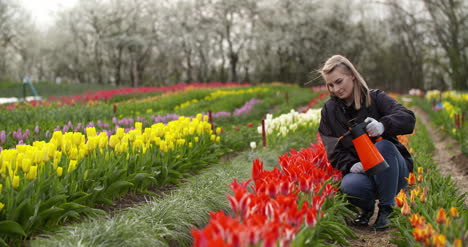 Tulpenplantage-Blumenproduktion-Gärtner-Sprüht-Wasser-Auf-Die-Tulpen-Auf-Der-Farm-4